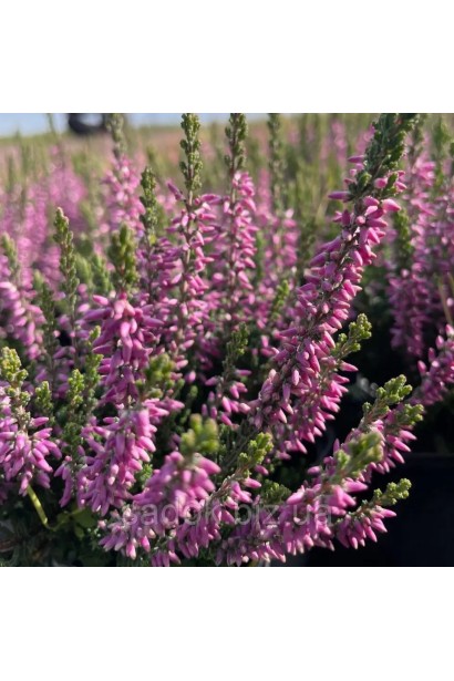 Верес звичайний ’Дуня’ рожевий у квітнику